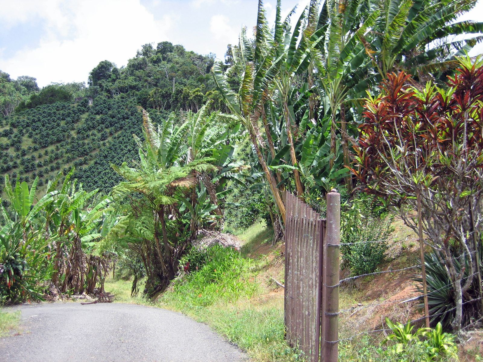 Coffee farm in Adjuntas