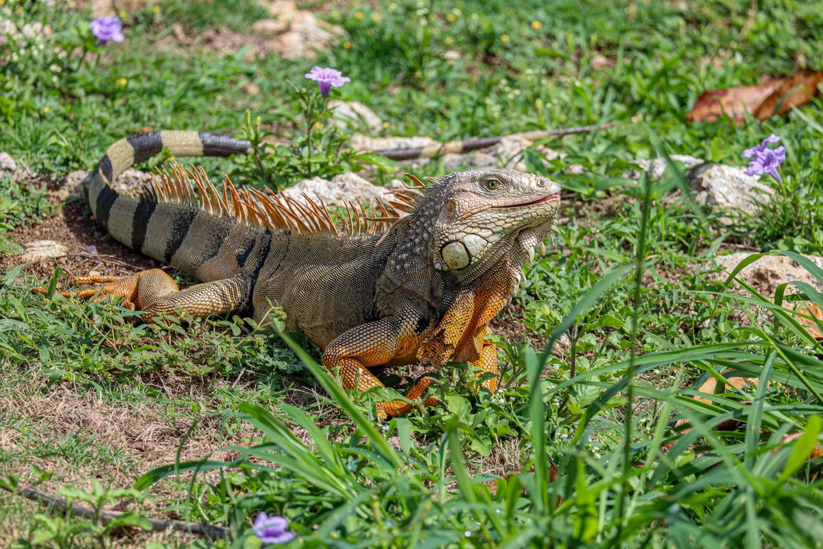 A green iguana (Iguana iguana) resting among grass and flowers in Quebradillas, Puerto Rico