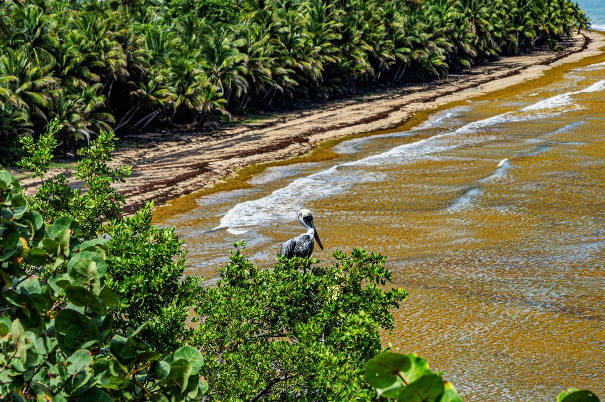 A brown pelican perched on beach-side foliage overlooking the shore at Playa Punta Tuna, Puerto Rico